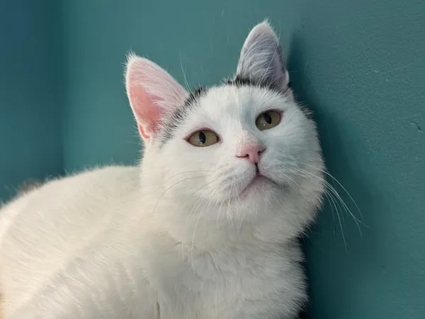 Kot do adopcji, Świdnica, 8 grudnia 2023 (5/5)