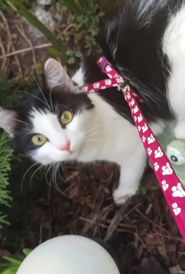 Zaginął kot, Łódź, Żubardź, 15 maja 2024 (1/3)