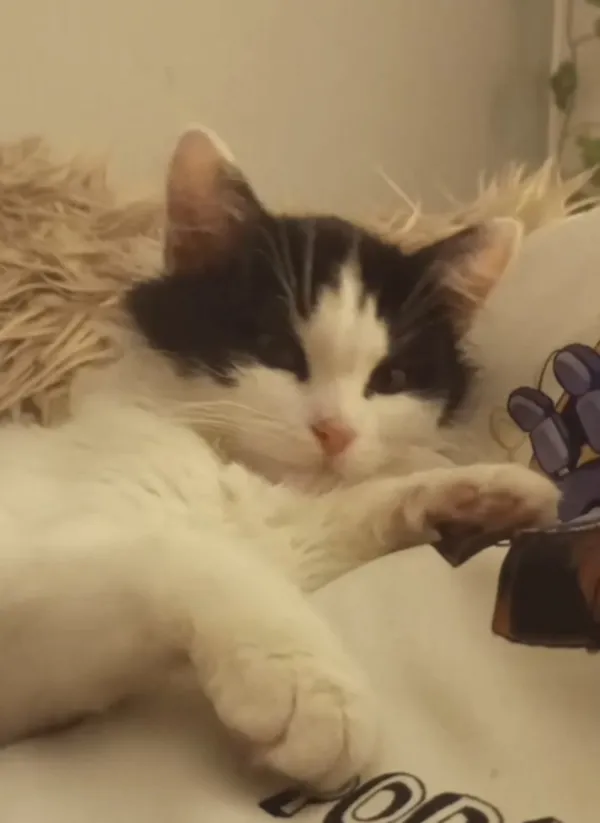 Zaginął kot, Łódź, Żubardź, 15 maja 2024 (2/3)