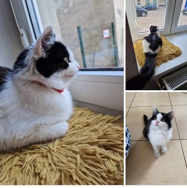 Zaginął kot, Łódź, Żubardź, 15 maja 2024 (3/3)