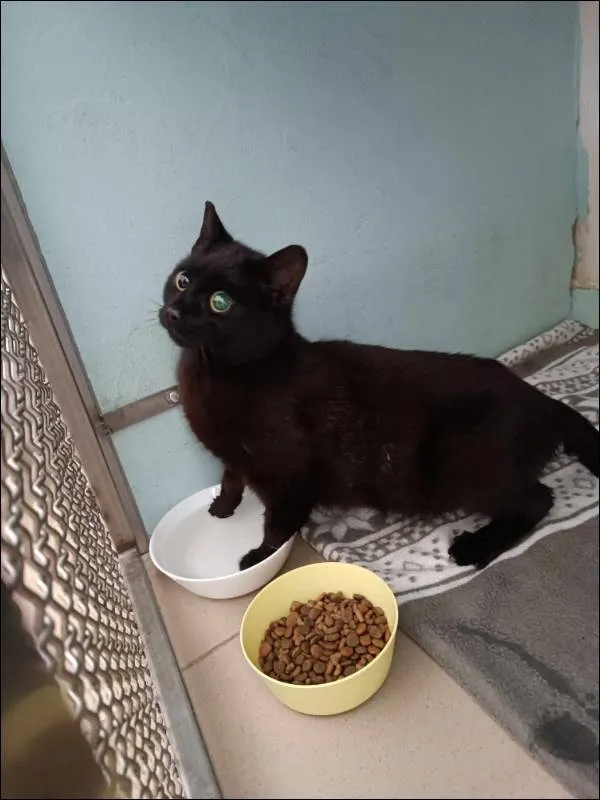 Znaleziono kota, Grudziądz, 15 maja 2024