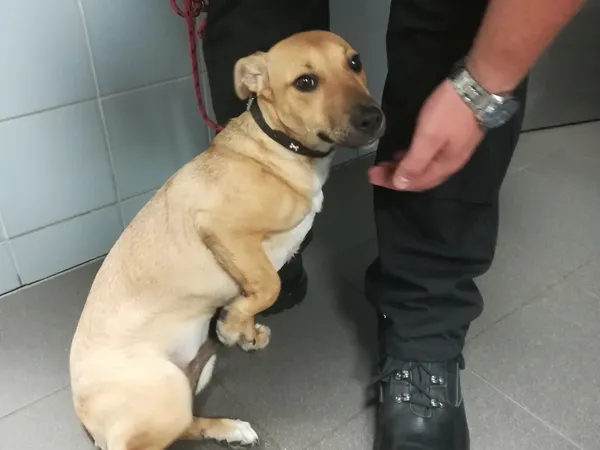 Znaleziono psa, Bydgoszcz, 14 maja 2024