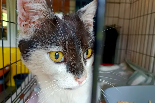 Znaleziono kota, Wałbrzych, 10 maja 2024