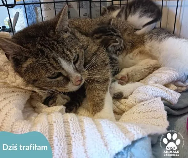 Znaleziono kota, Dąbrówka, 14 maja 2024 (1/2)