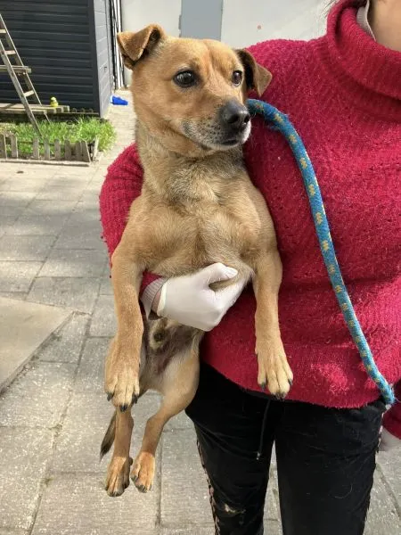 Pies do adopcji, Radom, 23 kwietnia 2024