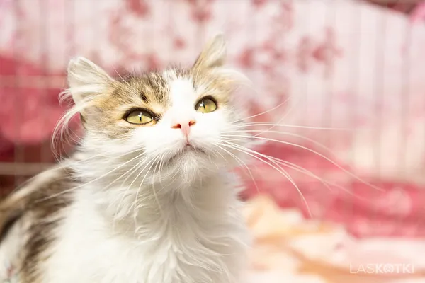 Znaleziono kota, Sosnowiec, 14 maja 2024 (1/4)