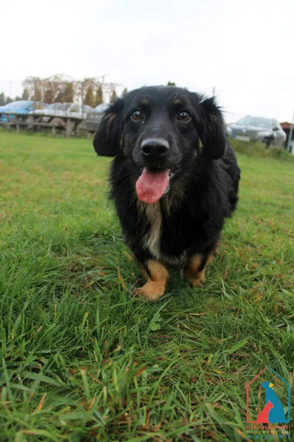 Pies do adopcji, Grudziądz, 30 kwietnia 2024 (1/5)