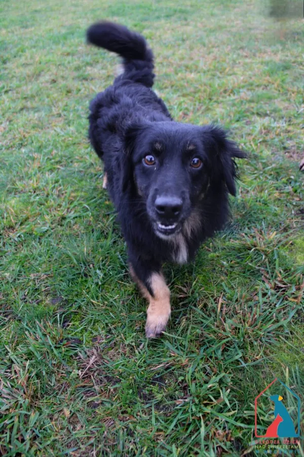 Pies do adopcji, Grudziądz, 30 kwietnia 2024 (2/5)