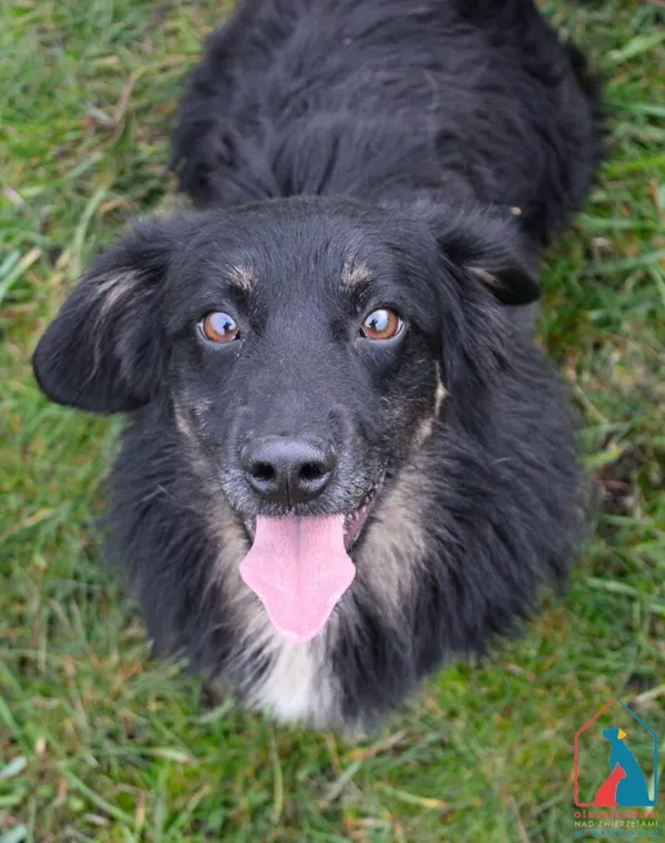 Pies do adopcji, Grudziądz, 30 kwietnia 2024 (4/5)