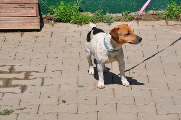 Pies do adopcji, Nowy Dwór Mazowiecki, 16 maja 2024 (3/5)