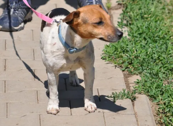 Pies do adopcji, Nowy Dwór Mazowiecki, 16 maja 2024 (5/5)