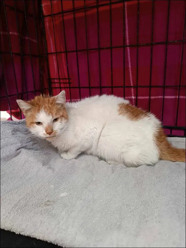 Znaleziono kota, Grudziądz, 16 maja 2024