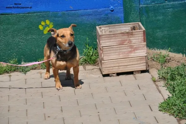 Pies do adopcji, Nowy Dwór Mazowiecki, 16 maja 2024 (2/5)