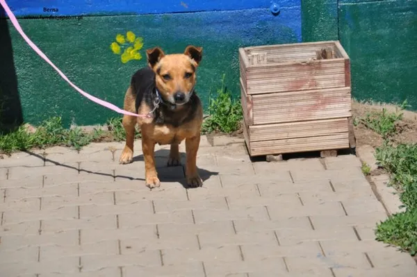 Pies do adopcji, Nowy Dwór Mazowiecki, 16 maja 2024 (3/5)