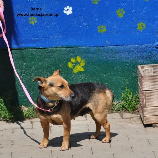 Pies do adopcji, Nowy Dwór Mazowiecki, 16 maja 2024 (5/5)