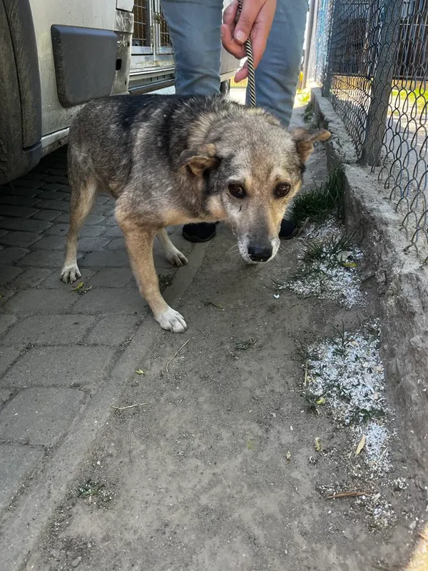 Pies do adopcji, Orzechowce, 15 maja 2024 (1/5)