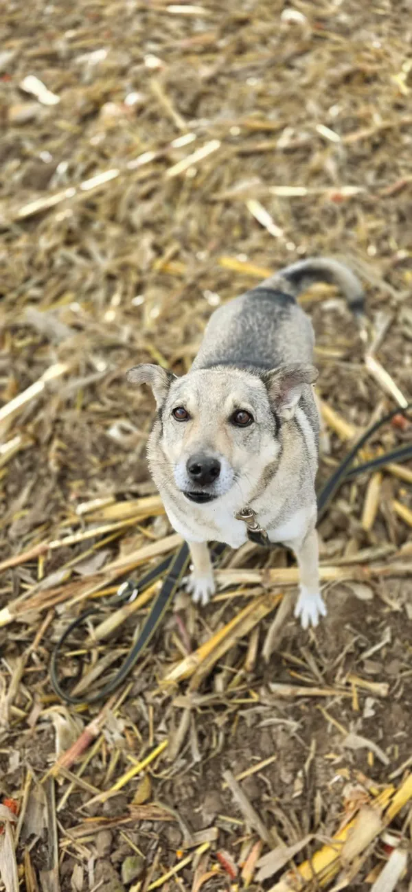 Pies do adopcji, Orzechowce, 15 maja 2024 (5/5)