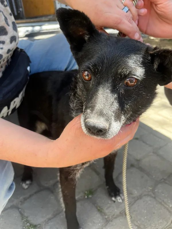 Pies do adopcji, Orzechowce, 15 maja 2024 (3/3)