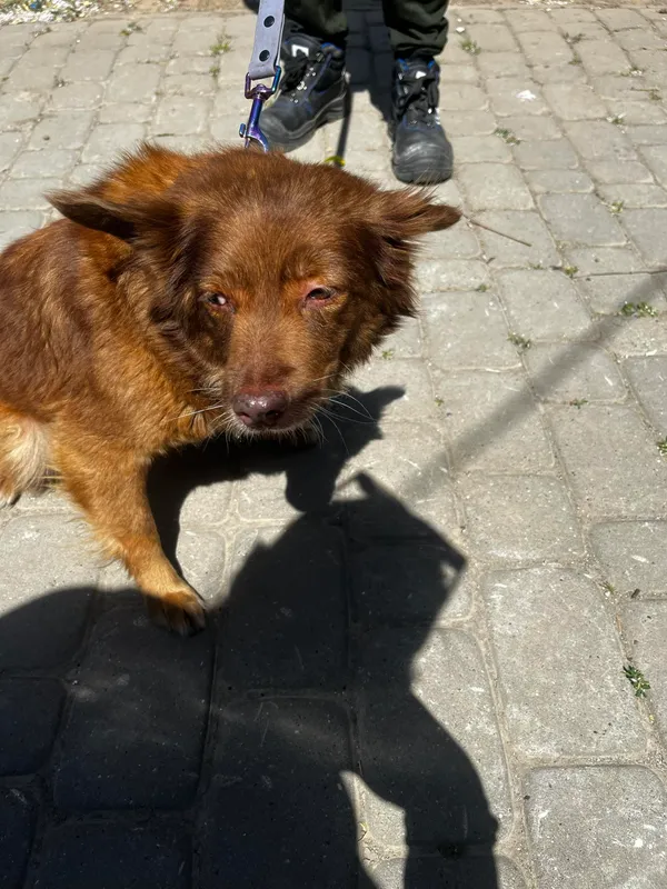 Pies do adopcji, Orzechowce, 15 maja 2024 (2/5)