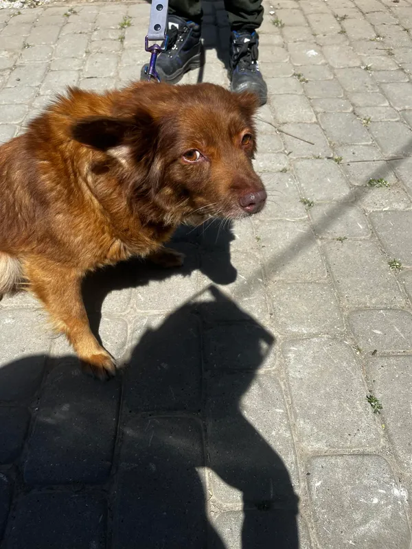 Pies do adopcji, Orzechowce, 15 maja 2024 (3/5)
