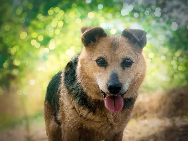 Pies do adopcji, Nowodwór, 16 maja 2024 (4/5)