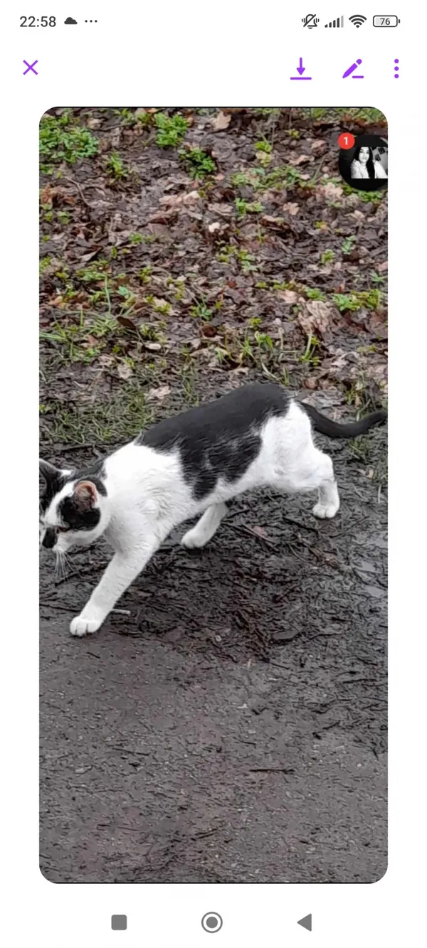 Zaginął kot, Łódź, 16 maja 2024