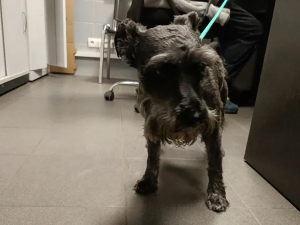 Znaleziono psa, Bydgoszcz, 16 maja 2024