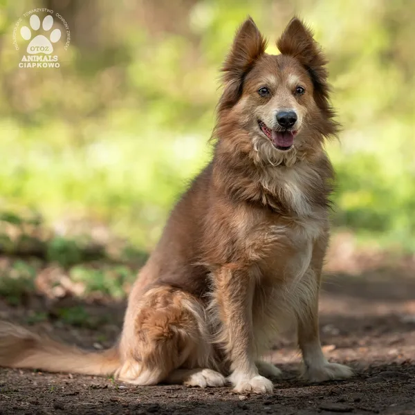 Pies do adopcji, Gdynia, 17 maja 2024 (3/4)