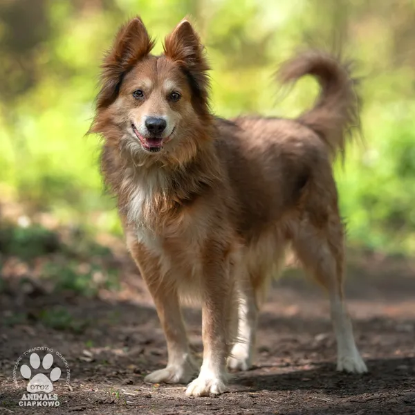 Pies do adopcji, Gdynia, 17 maja 2024 (4/4)