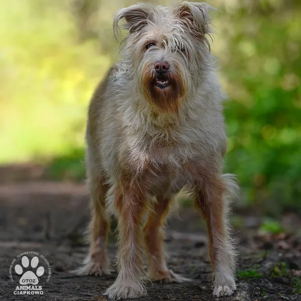 Pies do adopcji, Gdynia, 17 maja 2024 (3/4)