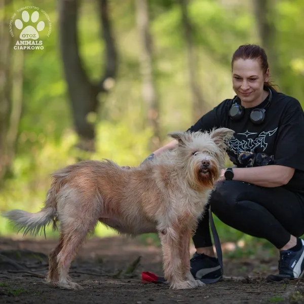 Pies do adopcji, Gdynia, 17 maja 2024 (4/4)