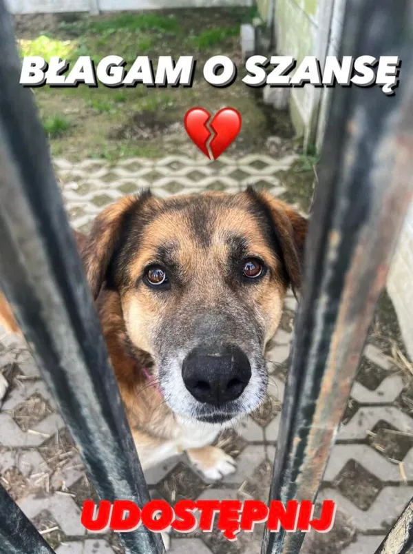 Pies do adopcji, Korabiewice, 17 maja 2024 (1/5)