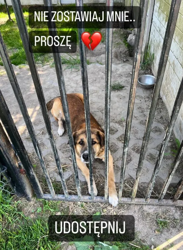 Pies do adopcji, Korabiewice, 17 maja 2024 (2/5)