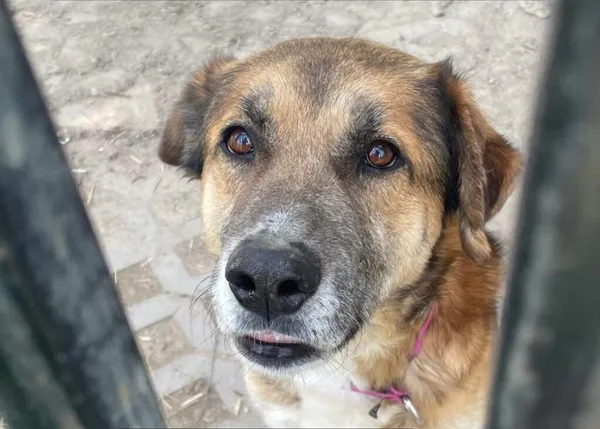 Pies do adopcji, Korabiewice, 17 maja 2024 (3/5)