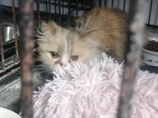 Znaleziono kota, Sosnowiec, 16 maja 2024