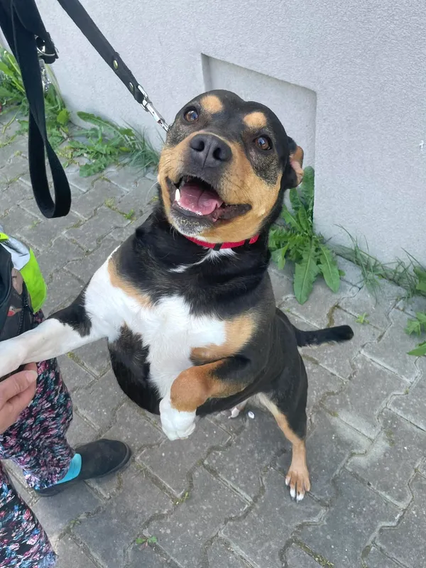 Pies do adopcji, Kielce, 17 maja 2024