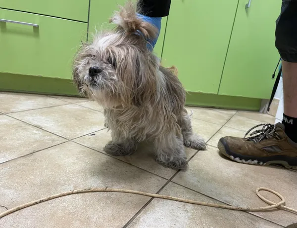 Znaleziono psa, Świdnica, 17 maja 2024