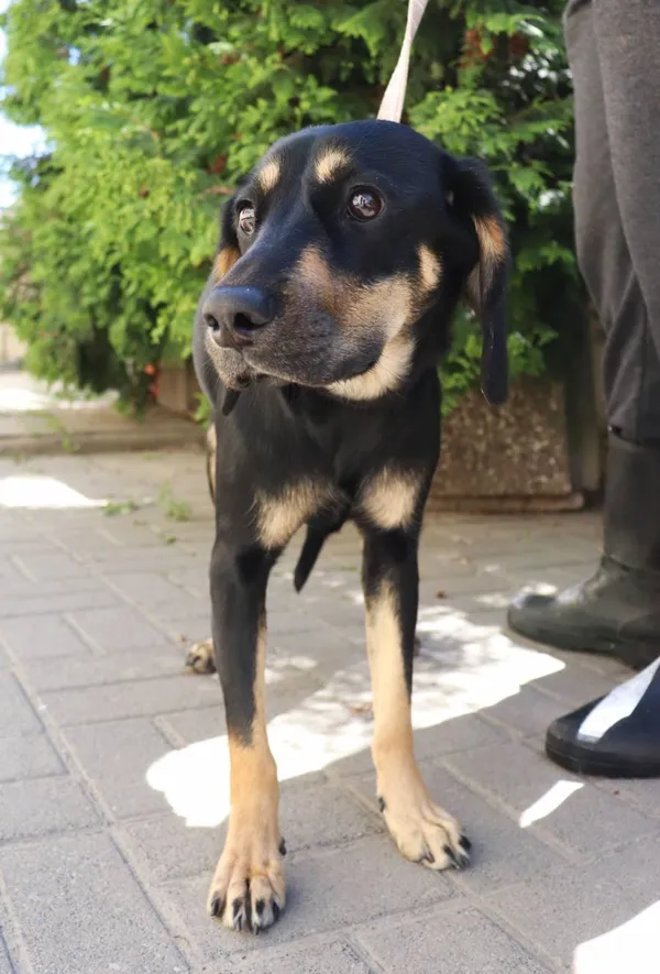 Znaleziono psa, Łódź, 16 maja 2024 (2/3)