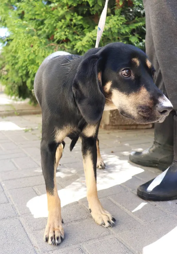 Znaleziono psa, Łódź, 16 maja 2024 (3/3)