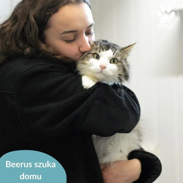 Kot do adopcji, Dąbrówka, 17 maja 2024 (3/5)