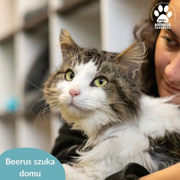 Kot do adopcji, Dąbrówka, 17 maja 2024 (4/5)