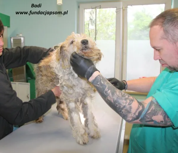 Pies do adopcji, Nowy Dwór Mazowiecki, 6 maja 2025 (4/4)