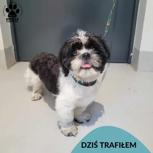 Znaleziono psa, Gdynia, 17 maja 2024 (1/3)