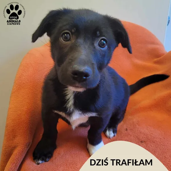 Znaleziono psa, Gdynia, 14 maja 2024 (1/3)