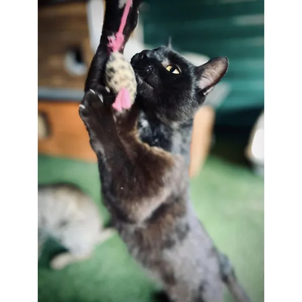 Znaleziono kota, Białystok, 17 maja 2024 (2/3)