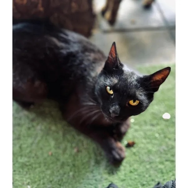 Znaleziono kota, Białystok, 17 maja 2024 (3/3)