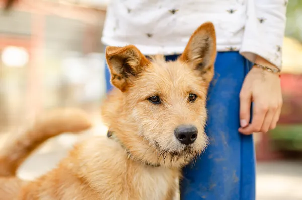 Oddam psa, Olsztyn, Kormoran, 18 maja 2024 (1/4)