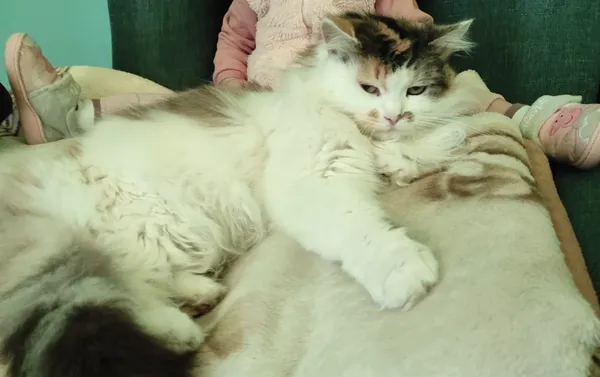 Zaginął kot, Choroszcz, 18 maja 2024