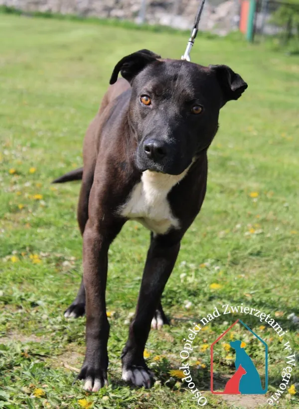 Pies do adopcji, Węgrowo, 30 kwietnia 2024 (1/5)