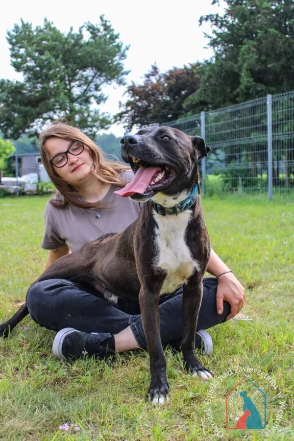 Pies do adopcji, Węgrowo, 30 kwietnia 2024 (2/5)